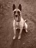 Malinois Foto: Drago (ID 33520) Malinois Hund
