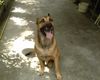 Malinois Foto: Dingo! (ID 4361) Malinois Hund