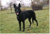 Malinois Foto: Mein schwarzer Malinois (ID 33941) Malinois Hund