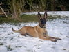 Malinois Foto: Mit diesen Ohren höre ich alles (ID 33123) Malinois Hund