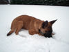 Malinois Foto: Elix vom Satansberg...erster Schnee (ID 40369) Malinois Hund