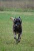 Malinois Foto: Fiona - 3J - aus dem Tierschutz (Frankreich) (ID 40227) Malinois Hund