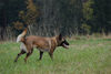 Malinois Foto: Fiona - 3J - aus dem Tierschutz (Frankreich) (ID 40226) Malinois Hund
