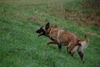 Malinois Foto: Fiona - 3J - aus dem Tierschutz (Frankreich) (ID 40228) Malinois Hund