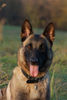 Malinois Foto: Fiona - 3J - aus dem Tierschutz (Frankreich) (ID 40229) Malinois Hund
