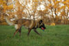 Malinois Foto: Fiona - 3J - aus dem Tierschutz (Frankreich) (ID 40232) Malinois Hund