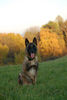 Malinois Foto: Fiona - 3J - aus dem Tierschutz (Frankreich) (ID 40230) Malinois Hund