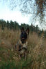 Malinois Foto: Fiona - 3J - aus dem Tierschutz (Frankreich) (ID 40231) Malinois Hund