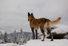 Malinois Foto: Fiona 3J. (ID 41768) Malinois Hund