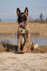 Malinois Foto: Fiona 3J. (ID 41770) Malinois Hund