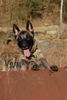 Malinois Foto: Fiona 3J. (ID 41771) Malinois Hund