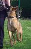 Malinois Foto: Kerou ( Bellyeu) (ID 44203) Malinois Hund