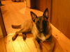 Malinois Foto: Molly erwachsen (ID 32601) Malinois Hund