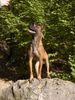 Malinois Foto: Aroune sas van Gent (ID 28685) Malinois Hund