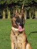 Malinois Foto: Savanne de la Terre Aime (ID 28686) Malinois Hund