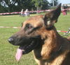 Malinois Foto: Nero (ID 42668) Malinois Hund