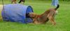 Malinois Foto: ...kommst du nun endlich, oder muss ich dich holen (ID 11756) Malinois Hund