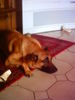 Malinois Foto: ich will einfach nur Ruhe (ID 43139) Malinois Hund