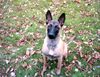 Malinois Foto: anco von der Slavenburg mit 7 mon. (ID 7495) Malinois Hund