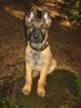 Malinois Foto (ID 14494) Malinois Hund