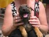 Malinois Foto: Aron Black Forrest Gun (ID 13644) Malinois Hund