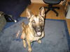 Malinois Foto: Kokolino (ID 39715) Malinois Hund