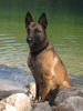 Malinois Foto: Eika von der Schwarzen Kobra (ID 41332) Malinois Hund