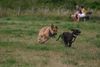 Malinois Foto: ich fang dich schon (ID 23718) Malinois Hund