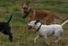 Malinois Foto: 1,2, ... he einer fehlt (ID 23719) Malinois Hund