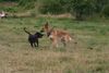 Malinois Foto: einen Tanz gefällig ? (ID 23720) Malinois Hund