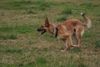 Malinois Foto: ich komme schon (ID 23721) Malinois Hund