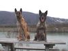 Malinois Foto: Mal Pause machen (ID 9162) Malinois Hund