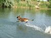 Malinois Foto: Mira (ID 23474) Malinois Hund