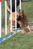 Malinois Foto: Kerou (Bellyeu) (ID 46101) Malinois Hund