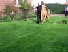 Malinois Foto: Kerou (Bellyeu) (ID 46075) Malinois Hund