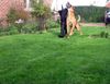 Malinois Hund