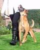 Malinois Hund