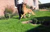 Malinois Foto: Kerou (Bellyeu) (ID 46073) Malinois Hund
