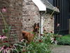 Malinois Foto: Kerou ( Bellyeu) (ID 46033) Malinois Hund