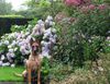 Malinois Foto: Kerou ( Bellyeu) (ID 46035) Malinois Hund