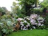 Malinois Foto: Kerou (Kee) (ID 46065) Malinois Hund