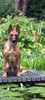 Malinois Foto: Kerou (Kee) (ID 46069) Malinois Hund
