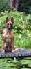 Malinois Hund