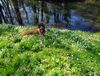 Malinois Foto: Kerou (Kee) (ID 46061) Malinois Hund