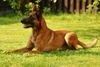 Malinois Hund