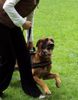 Malinois Foto: Kerou (Bellyeu) (ID 46102) Malinois Hund