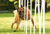 Malinois Hund