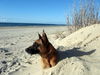 Malinois Foto: Kerou (Kee) (ID 46063) Malinois Hund