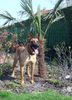 Malinois Foto: Kerou ( Bellyeu) (ID 44205) Malinois Hund