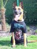 Malinois Foto: Kerou ( Bellyeu) (ID 44206) Malinois Hund